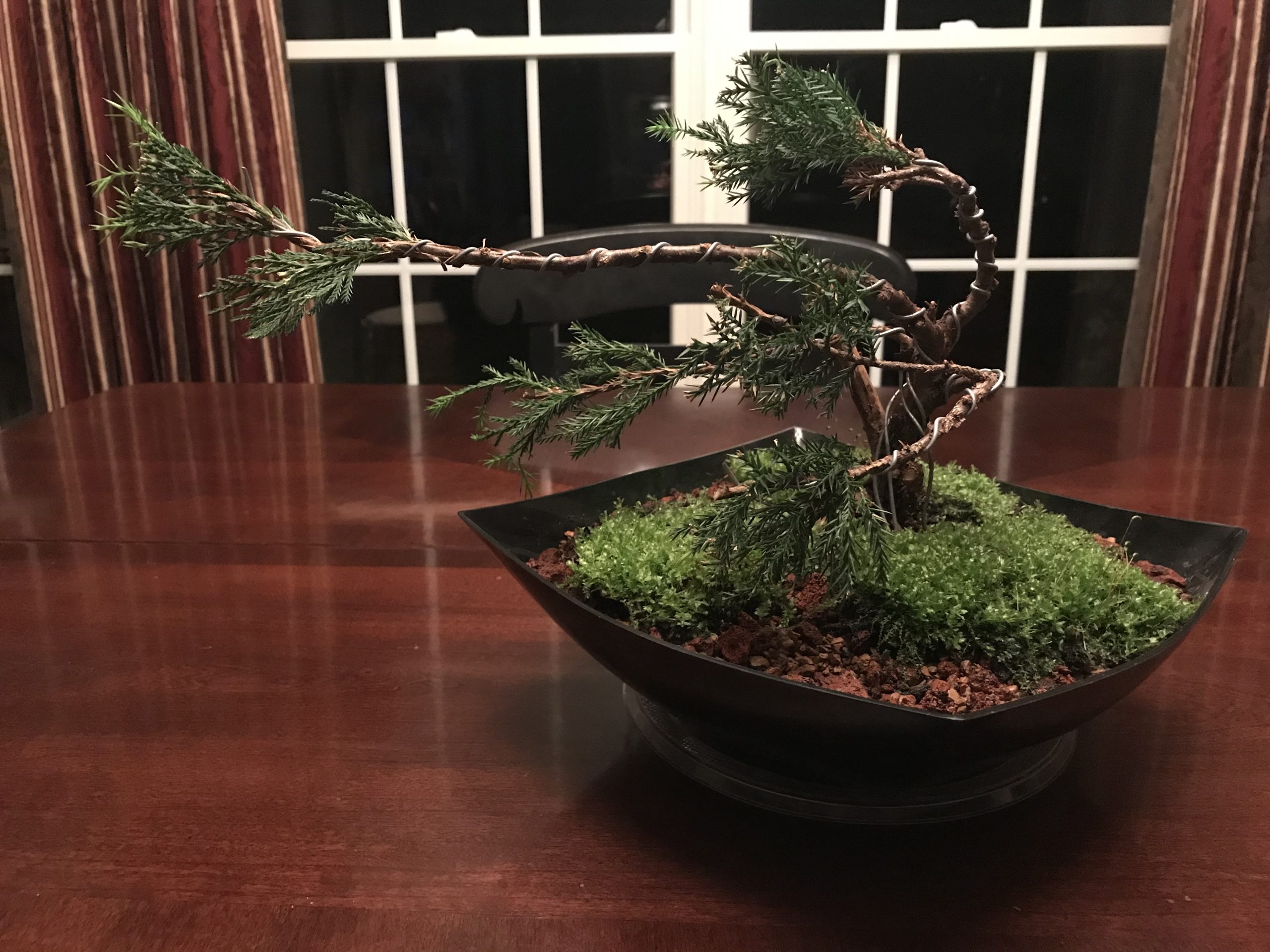 Bonsai